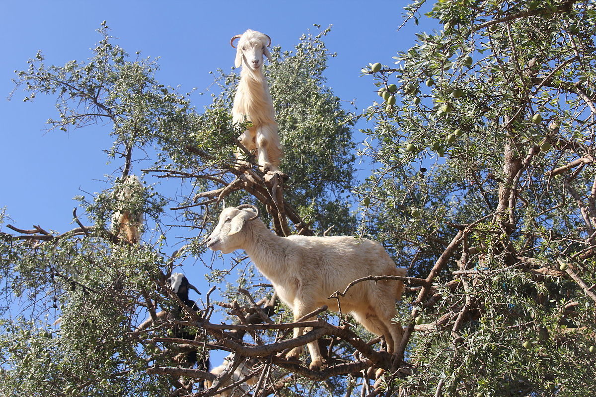 Goat Argan Tree Morocco