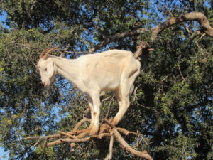 Goat Argan Tree Morocco